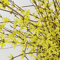 Yellow Blossom Flowers Arranged in Wooden Vase for Home Interior Decor