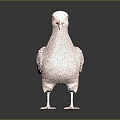 Copper Duck Sculpture Standing on Black Surface with Reflection and Dark Background
