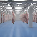 Industrial Meat Processing Plant With Rows Of Hanging Meat Carcasses Ceiling Lights And Blue Floor
