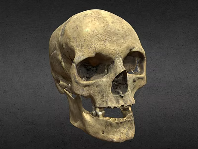 Human Skull Anatomical Structure Showing Detailed Cranial Bones Facial Features And Teeth 3d model