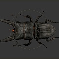 Modern Beetle Beetle Beetles Dung Beetles Scarab 3d model