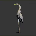 White Feathered Bird With Long Yellow Beak And Long Yellow Legs Standing On Dark Background