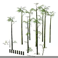 Lush Bamboo Plants Landscape With Tall Green Stems And Fresh Leaves