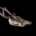 White Animal Skull With Curved Horns On Dark Background And Shadow