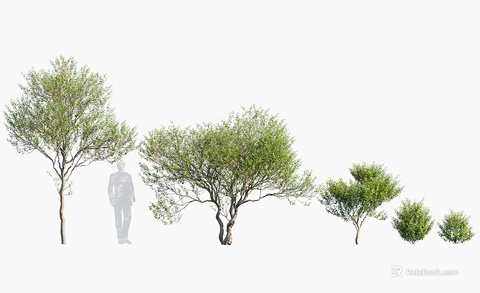 Different Sizes Of Arbor Trees With Lush Foliage And Natural Branch Shapes 3d model 