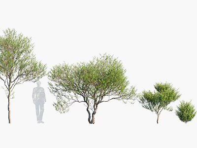 Different Sizes Of Arbor Trees With Lush Foliage And Natural Branch Shapes 3d model