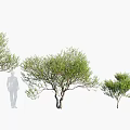 Different Sizes Of Arbor Trees With Lush Foliage And Natural Branch Shapes