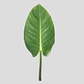 Vibrant Fresh Green Tropical Plant Leaf With Visible Veins And Healthy Texture