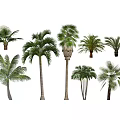 Various Tropical Palm Trees With Different Sizes And Green Foliage