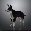 Detailed 3D Character Model of Black White Brown Dog Standing on Dark Reflective Surface