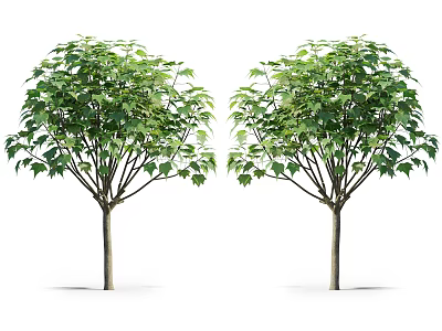 Green Shrubs with Lush Green Foliage and Healthy Branches Isolated on White 3d model