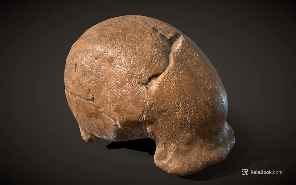 Ancient Fossil Skull With Brown Bone Texture Cracked Surface And Detailed Structure 3d model