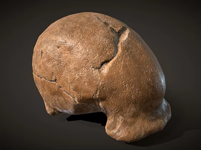 Ancient Fossil Skull With Brown Bone Texture Cracked Surface And Detailed Structure 3d model