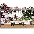Charming Pergola with Pink Roses White Lattice Wooden Deck and Climbing Vines