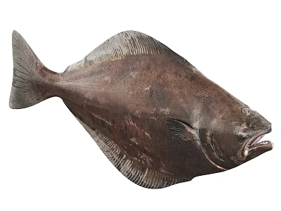 Flounder Aquatic Animal Featuring Flat Brown Body Open Mouth And Fins 3d model