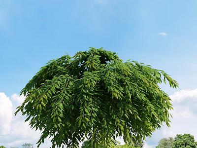 Lush Green Arbor With Dense Canopy Fresh Leaves And White Clouds Against Blue Sky 3d model