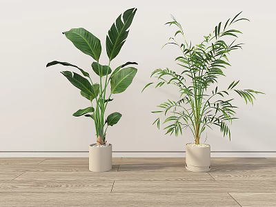 Indoor Potted Plants with Large Leaves and Slender Foliage in White Pots on Wooden Floor 3d model