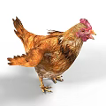 Brown Hen With Red Comb Standing On White Background And Detailed Feathers