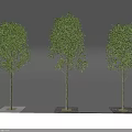Three Trees with Slender Trunks and Lush Green Leaves in Square Planters on Gray Background