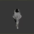 White Horned Animal Skull Bone Organ And Fur Associated Mammal Features