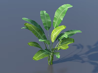 Lush Green Banana Leaf Plant With Large Leaves And Natural Shadow On Gray Background 3d model