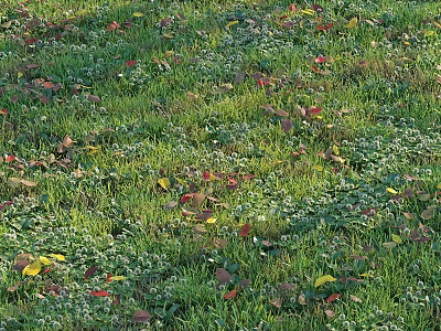Lush Green Grass Field With Colorful Fallen Leaves And Small White Flowers 3d model