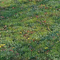 Lush Green Grass Field With Colorful Fallen Leaves And Small White Flowers