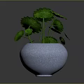Green Leafy Plant with Long Stems in Gray Ceramic Pot for Home Decor