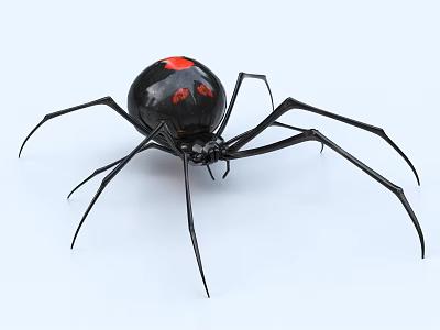 Black Widow Reptile with Red Markings on Black Body and Long Legs on White Background 3d model