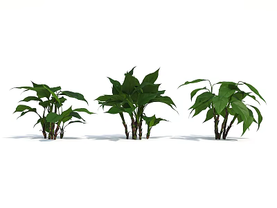 Lush Green Leafy Plants with Fresh Vibrant Foliage for Home Decor 3d model