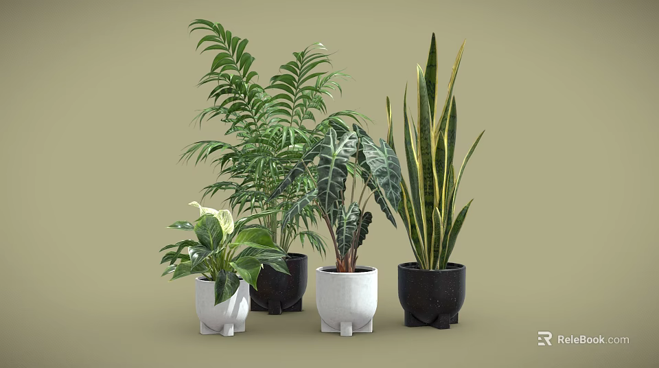 Various Types of Indoor Potted Plants with Different Sizes Shapes White Black Pots 3d model 