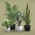 Various Types of Indoor Potted Plants with Different Sizes Shapes White Black Pots