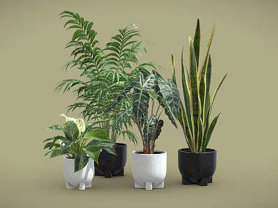 Various Types of Indoor Potted Plants with Different Sizes Shapes White Black Pots 3d model