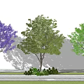Three Arbor Trees With Purple Flowers Green Leaves And Ground Foliage