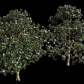Tall Lush Arbor Trees With Dense Green Leaves And White Blossoms