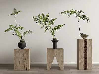 Bonsai Fern Plants on Wooden Stands with Various Designs in Minimalist Interior 3d model
