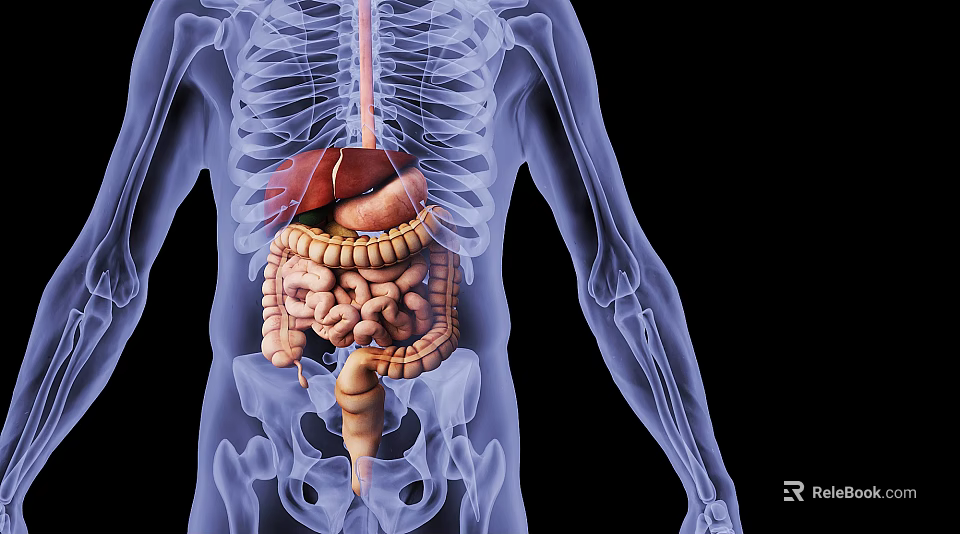 Advanced Medical Device for 3D Visualization of Human Skeletal and Internal Organs Structure 3d model 