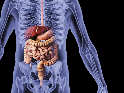 Advanced Medical Device for 3D Visualization of Human Skeletal and Internal Organs Structure 3d model