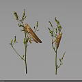 Two Brown Grasshoppers Perched on Green Plant Stems With Small Buds
