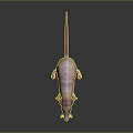 Orange and White Rat With Pink Nose Ears Long Tail Standing On Black Reflective Surface