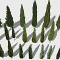 Various Arbor Types With Different Shapes Green Foliage And Shadows On White Background 3d model