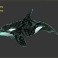 Realistic Orca Model With Black And White Coloration Sleek Surface And Reflective Base 3d model