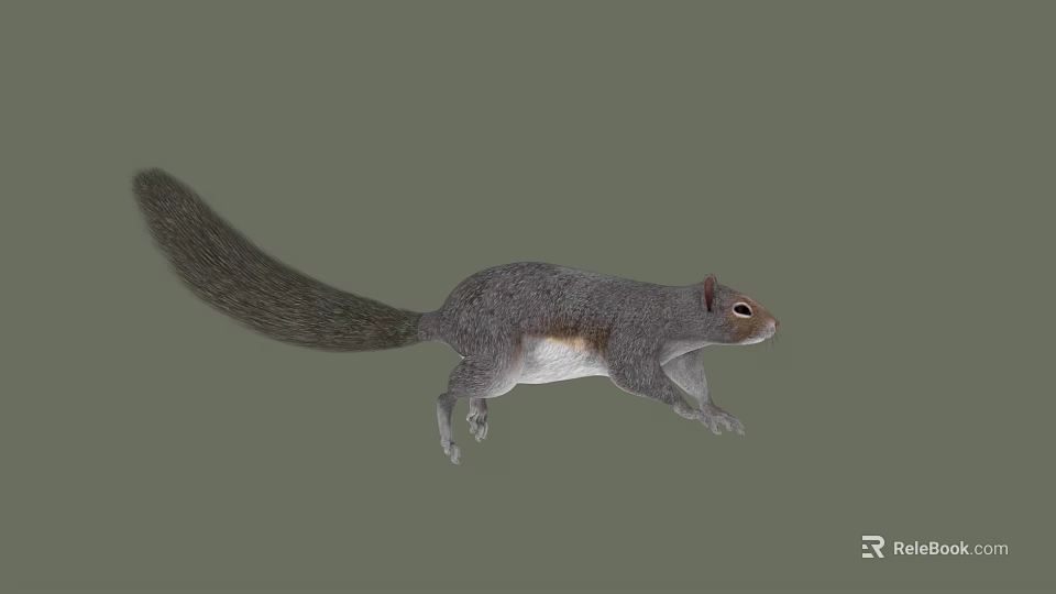 Gray Squirrel Running With Long Tail Gray Fur White Belly Background 3d model