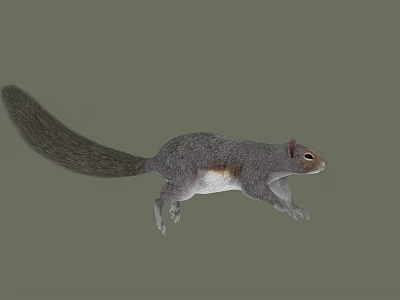 Gray Squirrel Running With Long Tail Gray Fur White Belly Background 3d model Gray Squirrel Running With Long Tail Gray Fur White Belly Background 3d model