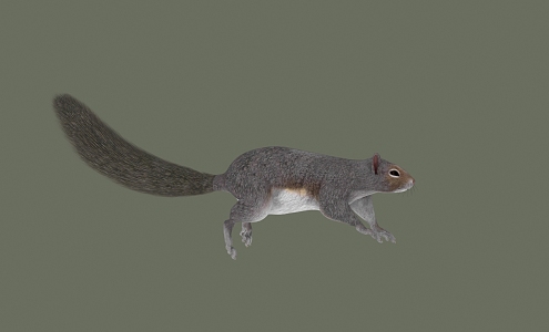 Squirrel running look 3d model