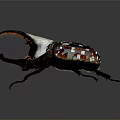 Rhinoceros Beetle Detailed Closeup With Large Curved Horn And White Black Body
