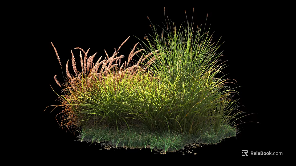 Vibrant Ornamental Shrubs With Mixed Green And Pink Grass Like Foliage For Garden 3d model 