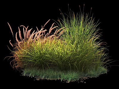Vibrant Ornamental Shrubs With Mixed Green And Pink Grass Like Foliage For Garden 3d model