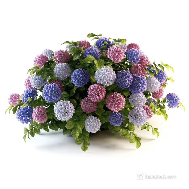 Colorful Hydrangea Flowers With Pink Blue Purple Blooms And Green Leaves 3d model 