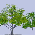 Two Arbor Trees With Lush Green Foliage Trunk And Grid Base 3D Rendering 3d model
